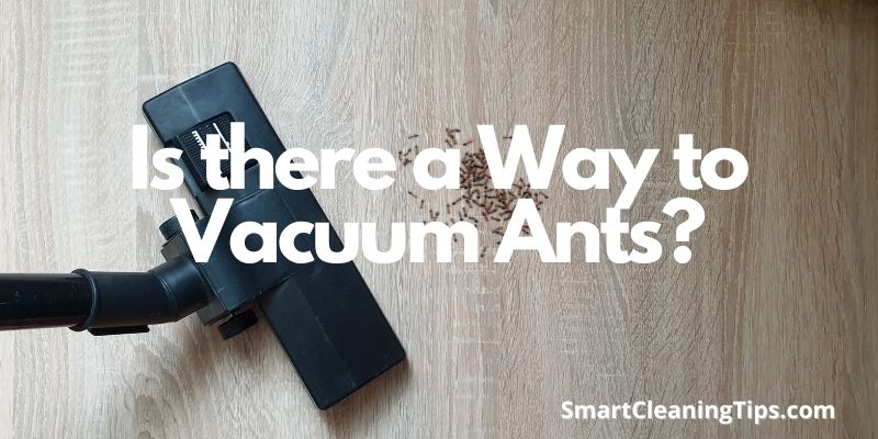 Is there a Way to Vacuum Ants?